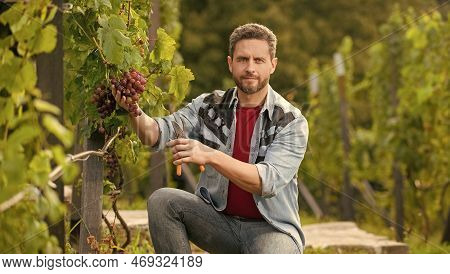 Enologist With Garden Scissors. Farmer Cut Grapevine. Vinedresser Cutting Grapes Bunch.