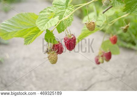 Raspberries Hang On The Bush. Beautiful, Ripe Berries In The Summer On The Bush. Red Raspberries Rip