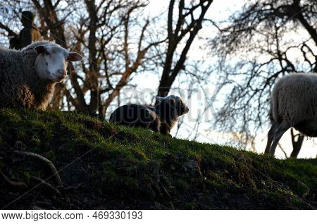 Damned Sheep In A Horror-bleak Landscape Above A Ravine Or Ditch. The Pasture Is Planted With Trees 