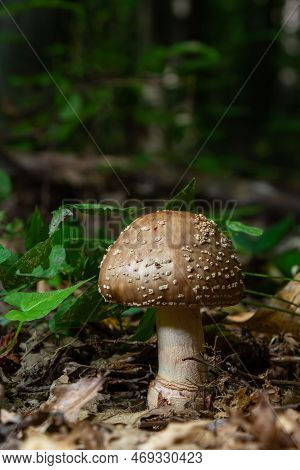 This Mushroom Is An Amanita Rubescens And It Grows In The Forest.