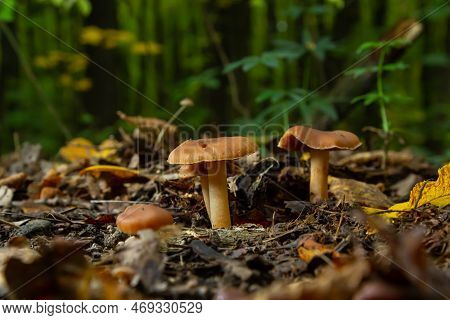 Gymnopus Hariolorum Mushrooms On The Old Stump.