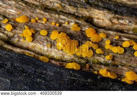 Very Small Fungus Yellow Fairy Cups Or Lemon Discos, Bisporella Citrina, On Old Wet Wood Macro Textu
