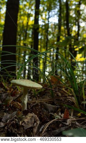 A Closeup Of Amanita Citrina, False Death Cap Or Citron Amanita .