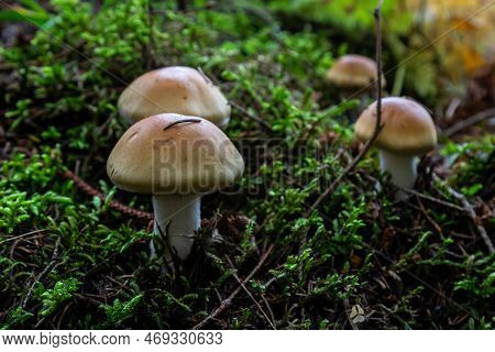 Hygrophorus Olivaceoalbus, Known As The Olive Wax Cap, Wild Mushrooms.