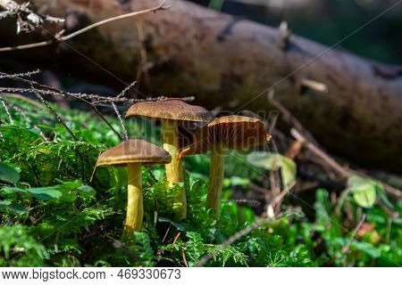Gymnopus Hariolorum Mushrooms On The Old Stump.