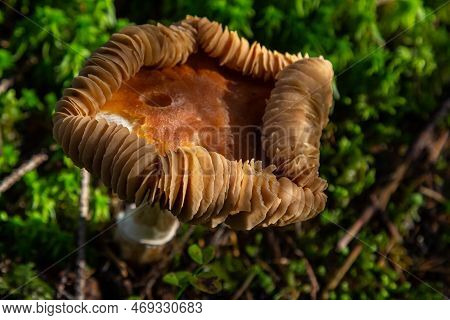 Gymnopus Hariolorum Mushrooms On The Old Stump.