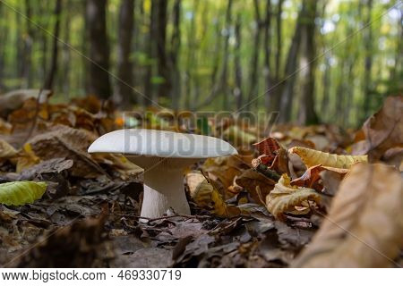 Edible Mushroom Clitocybe Nebularis In The Beech Forest. Known As Lepista Nebularis, Clouded Agaric 