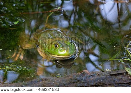 American Bullfrog With Wide Head, Stout Bodies, And Long, Hind Legs With Fully-webbed Hind Feet In M