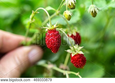 Bush With Large Wild Strawberries In Summer, Macro