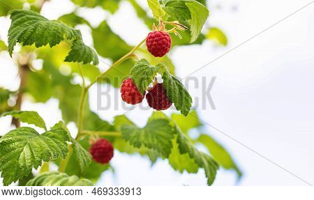 A Branch Of Garden Raspberries With Large Berries Against A Blue Sky. Copy Space For Text