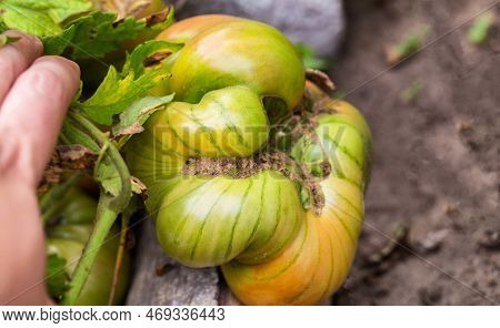 Big Green Cracked Tomato On A Bush. Tomato Disease Concept, Microclimate Difference. Close-up