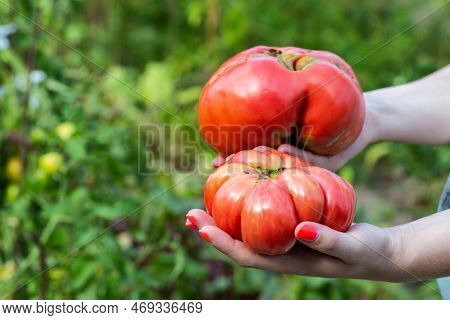 The Girl Holds In Her Hands Two Large Tomatoes On The Background Of The Beds. Growing A Crop In A Su