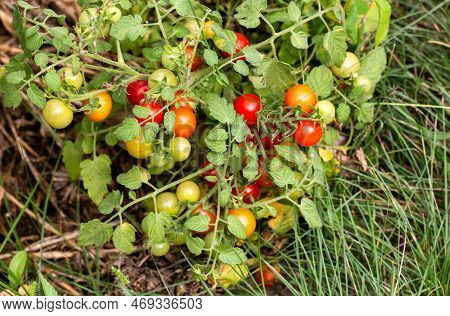 A Large Bush With A Lot Of Cherry Tomatoes Grows In A Summer Cottage. Red And Green Tomatoes, Ripene