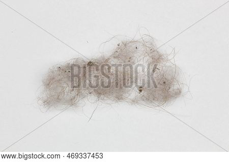 Dust On A White Background. Isolated. Dust, Hair And Other Household Debris. A Pile Of Rubbish. Food