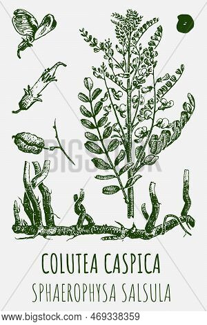 Drawings Of Colutea Caspica . Hand Drawn Illustration. Latin Name Sphaerophysa Salsula.