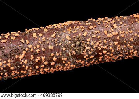 Coral Spot, Nectria Cinnabarina, On A Branch, Macro, From Above, Over Black. Plant Pathogen That Cau