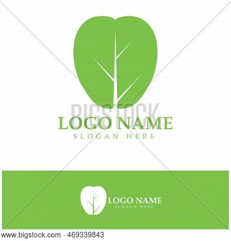 Green Moringa Leaf Logo, For Herbal Ingredients, Moringa Farming, Health, Medicine Industry, Beauty,