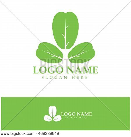 Green Moringa Leaf Logo, For Herbal Ingredients, Moringa Farming, Health, Medicine Industry, Beauty,