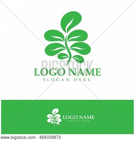 Green Moringa Leaf Logo, For Herbal Ingredients, Moringa Farming, Health, Medicine Industry, Beauty,