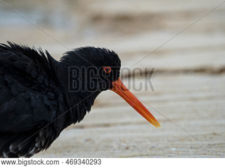 Close Up Side Portrait Of A Black Variable Oystercatcher Bird On Sand Beach In Abel Tasman National 