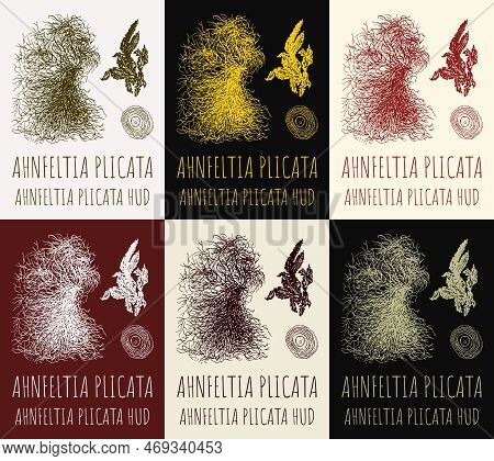 Set Of Drawings Ahnfeltia In Different Colors. Hand Drawn Illustration. Latin Name Ahnfeltia Plicata