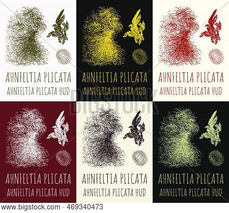 Set Of Vector Drawings Ahnfeltia  In Different Colors. Hand Drawn Illustration. Latin Name Ahnfeltia