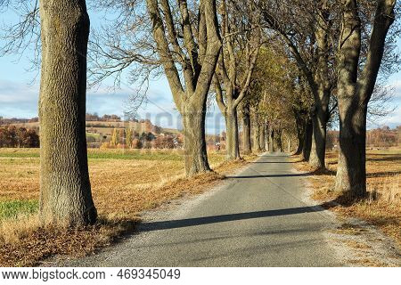 Autumn Linden Tree Alley, Autumnal View Of Alley Of Lime Trees