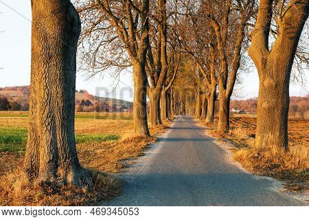 Autumn Linden Tree Alley, Evening Autumnal View Of Alley Of Road And Lime Trees