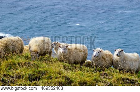 Icelandic Sheep Graze In The Meadow Near Ocean, Group Of Domestic Animal In Pure North Nature.