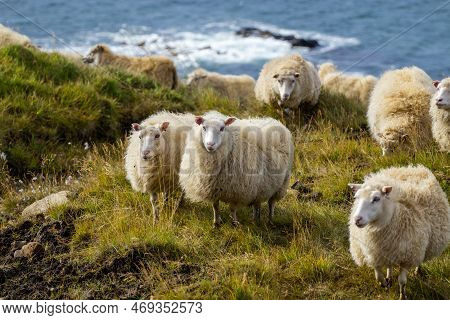 Icelandic Sheep Graze In The Mountain Meadow Near Ocean Coastline, Group Of Domestic Animal In Pure 