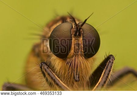 Natural Facial Closeup On A Hairy Golden-tabbed Robberfly, Eutolmus Rufibarbis Against A Green Blurr
