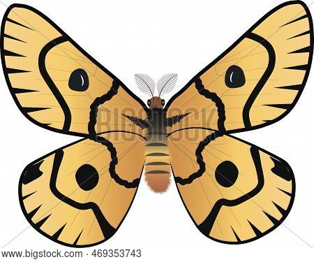 Beautiful Yellow Orange Butterfly Saturnia Sheep Moth Isolated On White Background. Hemileuca Nuttal