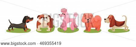 Different Dog Breed Standing On Green Grass Vector Set