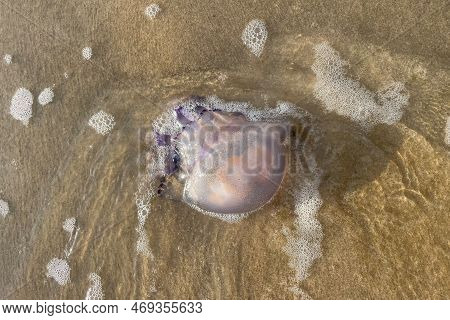 A Dead Jellyfish Washed Ashore On The Sand In Bibione In Italy. Rhizostoma Pulmo, Commonly Known As 