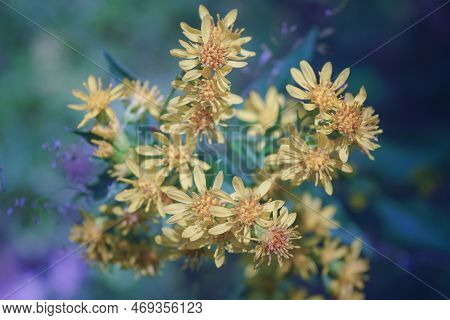 Solidago Decurrens Is An Asian Species Of Flowering Plants In The Sunflower Family.
