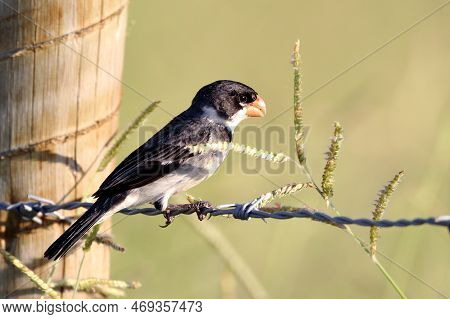 Seedeater Male Perched On A Barbed Wire And Eating Seed In Northeastern Brazil. White-throated Seede