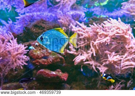 Monodactylus Argenteus, Silver Moonyfish, Silver Moony, Butter Bream, Diamondfish In Marine Aquarium