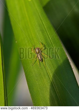 Cosmophasis Is A Genus Of Spiders In The Family Salticidae. Some Species Occur In Africa, While Most
