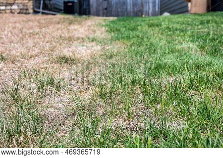 Visible Distinction Between Healthy Lawn And Chemical Burned Grass.