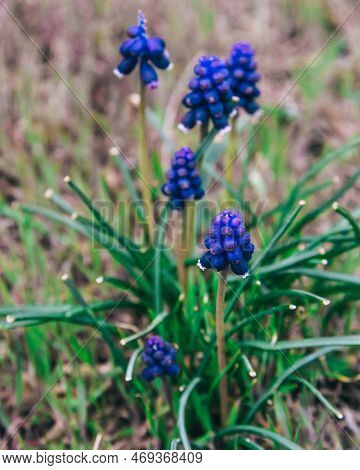 Blossoming Muscari, Wild Spring Primroses In Cape Alchak In Spring. Crimea