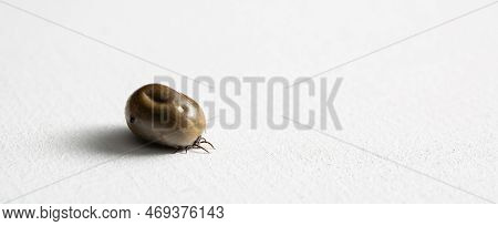 A Big Drunk Tick Lying On A White Studio Background. Copy Space. Banner. Concept Of Animals As Disea