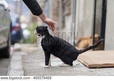 Human Hand Petting Friendly Black Stray Cat Living On Street, Selective Focus. Problem Of Homeless A