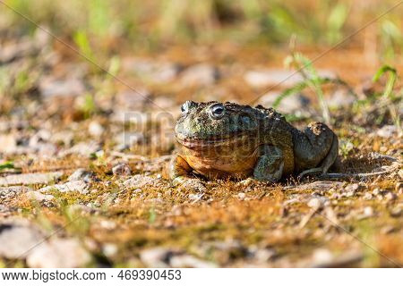Giant African Bullfrog (pyxicephalus Adspersus), South Africa