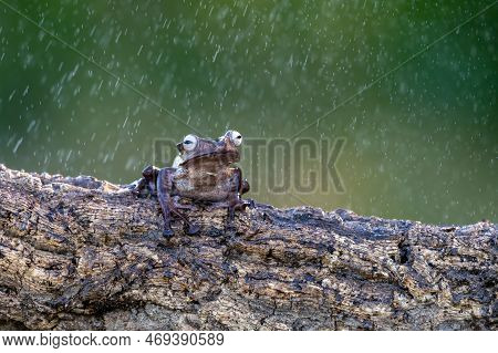 Borneo Eared Tree Frog, Polypedates Otilophus On The Branch