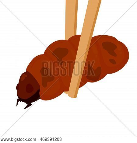 Edible Larva. Eating Caterpillar With Chopsticks. Asian Snack And Street Fast Food. Source Of Insect