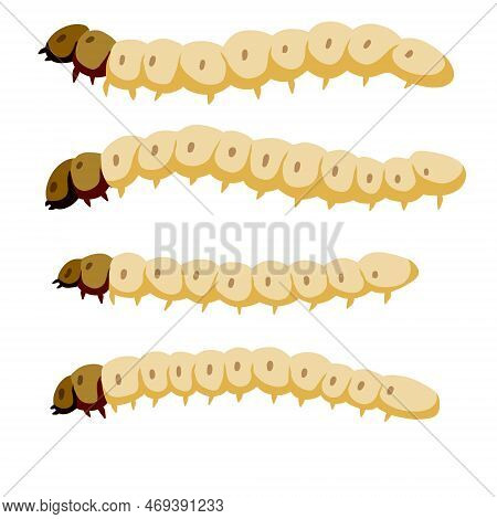 Edible Caterpillar. White Insect Larva. Source Of Animal Protein
