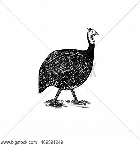 Domestic Guineafowl, Pintade, Pearl Hen, Or Gleany. Farm Bird. Hand Drawn. Engraved Animal. Old Mono