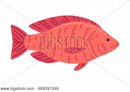 Red Snapper Fish As Seafood And Fresh Sea Product Vector Illustration