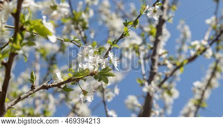 Spring Bloom White Flowers. Cherry Blossom Twigs