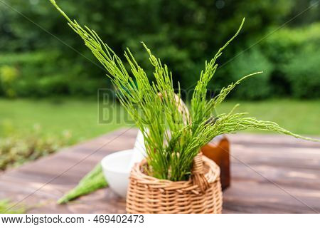 Fresh Horsetail Sprouts In Basket On Background Of Garden